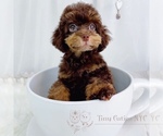 Small Photo #1 Poodle (Toy) Puppy For Sale in ASTORIA, NY, USA