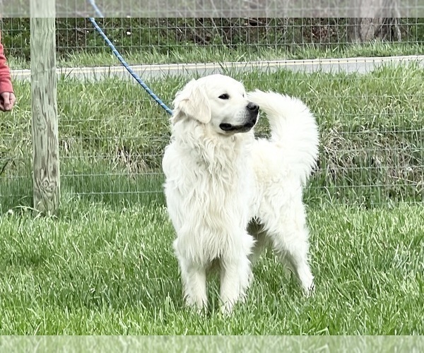 Medium Photo #1 Golden Retriever Puppy For Sale in NEOLA, WV, USA