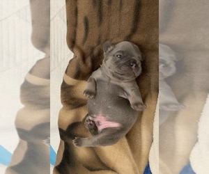 French Bulldog Puppy for sale in FELLOWS, CA, USA