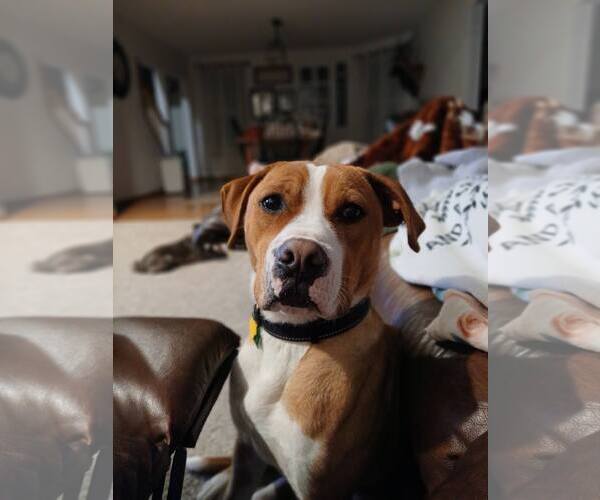 Medium Photo #3 Boxer-Unknown Mix Puppy For Sale in Burnsville, MN, USA