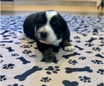 Puppy Boy 2 Australian Shepherd