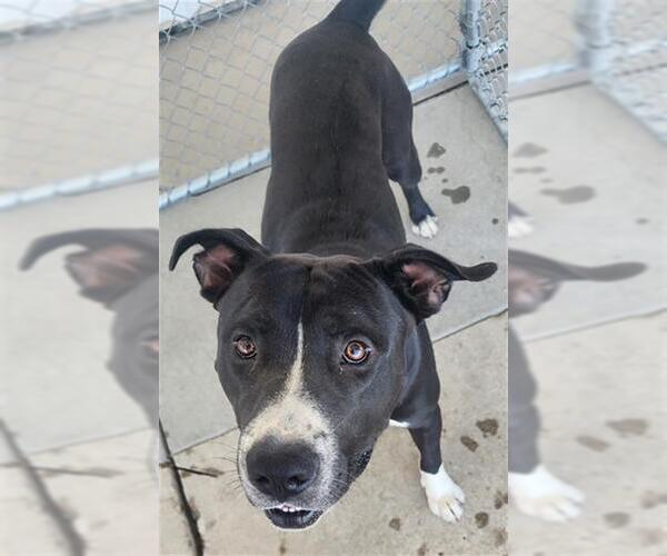 Medium Photo #1 Staffordshire Bull Terrier Puppy For Sale in Bakersfield, CA, USA