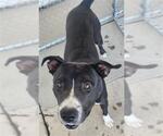 Small Staffordshire Bull Terrier