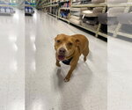 Small #3 Dachshund-Staffordshire Bull Terrier Mix