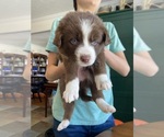 Small #5 Border-Aussie