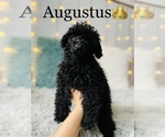Small Photo #11 Poodle (Toy) Puppy For Sale in COOKEVILLE, TN, USA