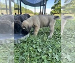 Small Photo #8 Mastiff Puppy For Sale in COEBURN, VA, USA