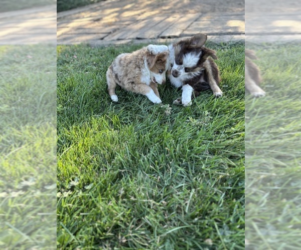 Medium Photo #9 Miniature Australian Shepherd Puppy For Sale in ELK GROVE, CA, USA