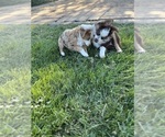 Small #8 Miniature Australian Shepherd