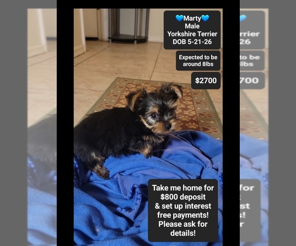 Medium Photo #1 Yorkshire Terrier Puppy For Sale in TUCSON, AZ, USA