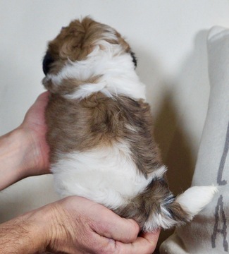 Medium Photo #3 Shih Tzu Puppy For Sale in WARSAW, IN, USA