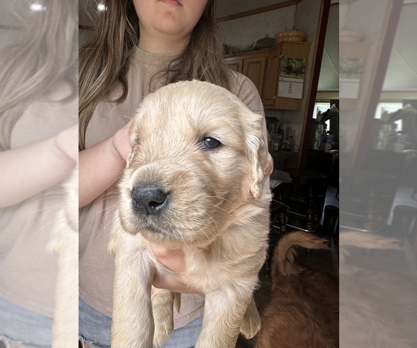 Medium Photo #3 Golden Retriever Puppy For Sale in WATERBURY, VT, USA