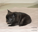Small #7 French Bulldog