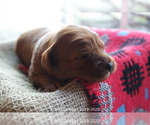 Small Photo #7 Goldendoodle Puppy For Sale in DENISON, TX, USA