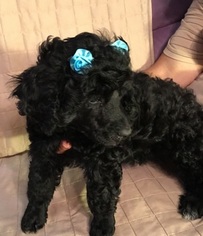 Poodle (Miniature) Puppy for sale in WESTMINSTER, CO, USA