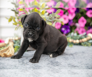 Medium Boxer
