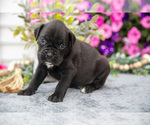 Puppy Shadow Boxer
