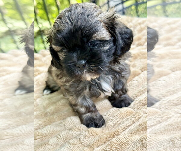 Medium Photo #2 Shih Tzu-Unknown Mix Puppy For Sale in St. Louis Park, MN, USA