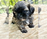 Small #1 Shih Tzu Mix