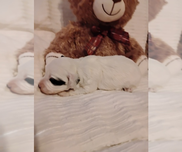 Medium Photo #4 Cock-A-Poo Puppy For Sale in FITZGERALD, GA, USA