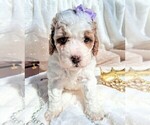 Small Photo #96 Goldendoodle (Miniature) Puppy For Sale in GASTONIA, NC, USA