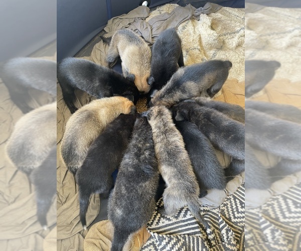 Medium Photo #8 Dutch Shepherd Dog Puppy For Sale in GEORGETOWN, TN, USA