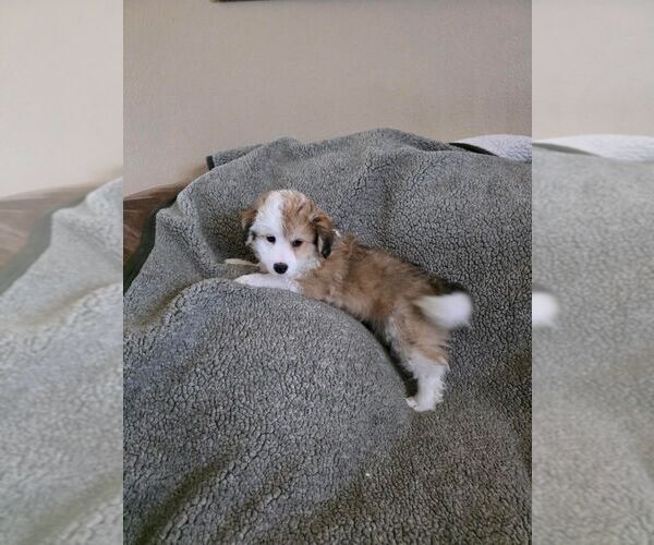 Medium Photo #3 Bichon Frise-Miniature Australian Shepherd Mix Puppy For Sale in NORTON, KS, USA
