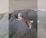 Small #2 Bichon Frise-Miniature Australian Shepherd Mix