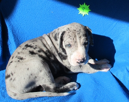 Medium Photo #1 Great Dane Puppy For Sale in RENO, NV, USA