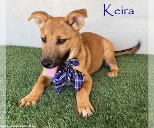 Labrador Retriever-Unknown Mix Dogs for adoption in San Diego, CA, USA