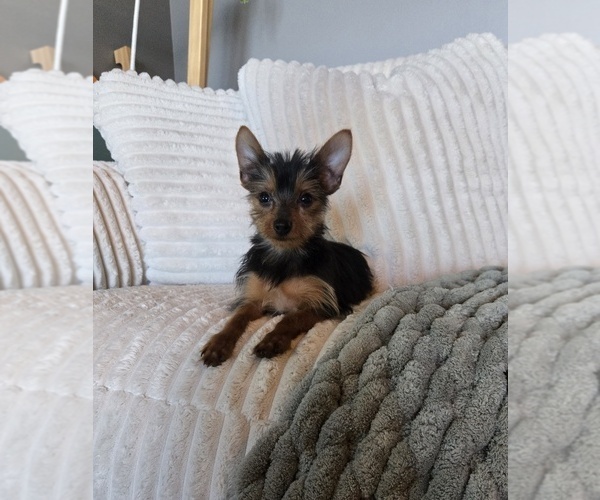 Medium Photo #2 Yorkshire Terrier Puppy For Sale in INDIANAPOLIS, IN, USA