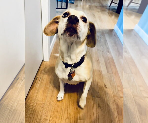 Medium Photo #2 Labbe Puppy For Sale in Crystal, MN, USA