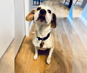 Chelsea *Help I need a foster home!* Sweet Senior! - Female Labbe Dog for Adoption - Photo #2