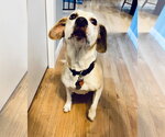 Small Photo #2 Labbe Puppy For Sale in Crystal, MN, USA