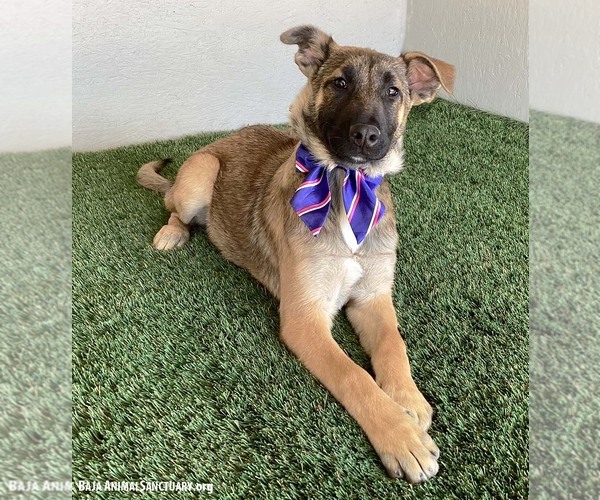 Medium Photo #3 German Shepherd Dog-Unknown Mix Puppy For Sale in San Diego, CA, USA