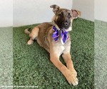 Small #2 German Shepherd Dog Mix