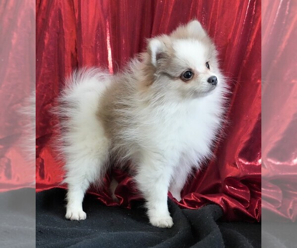 Medium Photo #1 Pomeranian Puppy For Sale in ROCK VALLEY, IA, USA