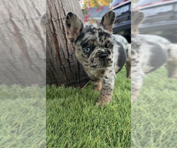 Medium Photo #2 French Bulldog Puppy For Sale in TAMPA, FL, USA