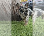 Small #1 French Bulldog