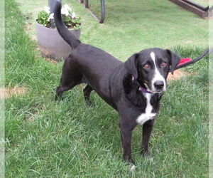 Labrador Retriever-Unknown Mix Dogs for adoption in Grovertown, IN, USA