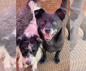 Panther - Male Chihuahua-Schipperke Mix Dog for Adoption - Photo #4