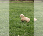 Small Photo #8 Golden Retriever Puppy For Sale in POWERS, OR, USA
