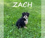 Small #1 YorkiePoo