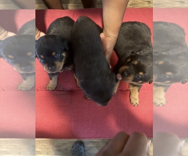 Medium Photo #5 Rottweiler Puppy For Sale in ROCKINGHAM, NC, USA