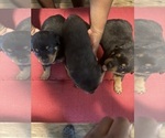 Small #4 Rottweiler