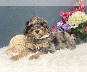 Aussiedoodle Puppy for sale in UPTON, KY, USA