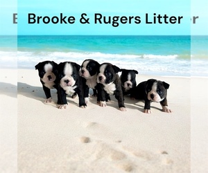 Boston Terrier Puppy for Sale in EWING, Kentucky USA