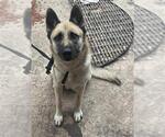 Small German Shepherd Dog