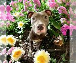 Small Photo #11 American Pit Bull Terrier-Unknown Mix Puppy For Sale in Bellingham, WA, USA