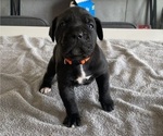 Small #42 Cane Corso